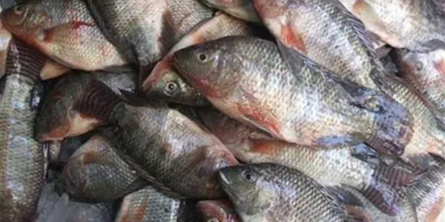 ضبط 41 طن أسماك مجمدة منتهية الصلاحية داخل ثلاجة غير مرخصة بالغربية