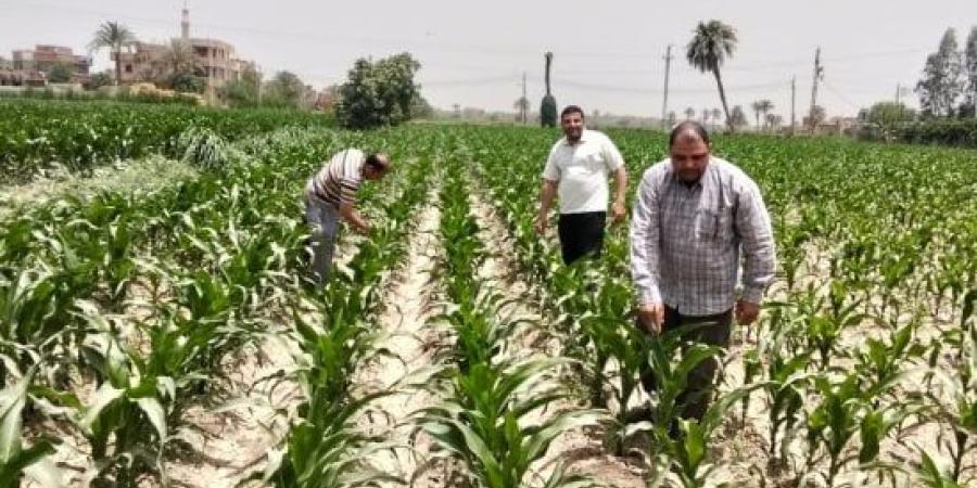 تعرف على جهود لمديرية الزراعة بالفيوم لتعزيز التنمية الزراعية المستدامة.. تفاصيل :اليوم السابع