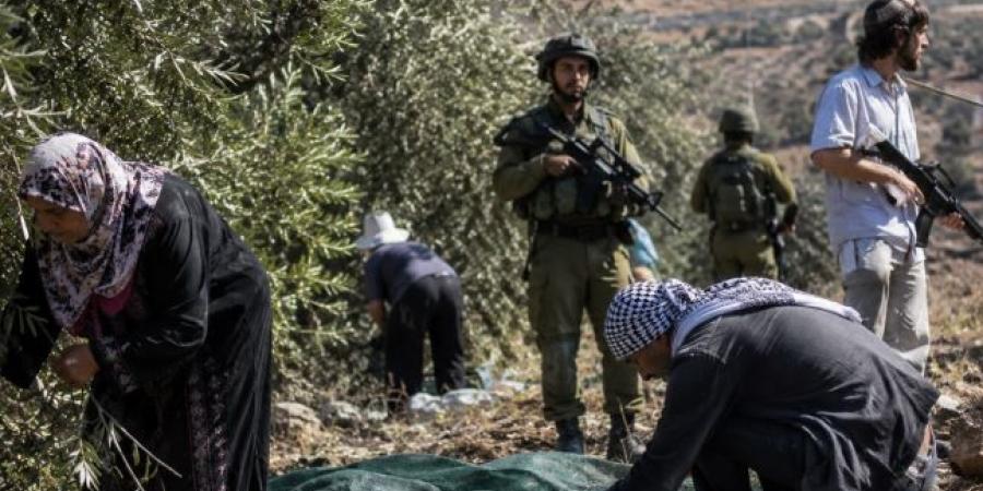 الأمم المتحدة: هجمات المستوطنين على موسم قطف الزيتون أداة للتهجير والسلب