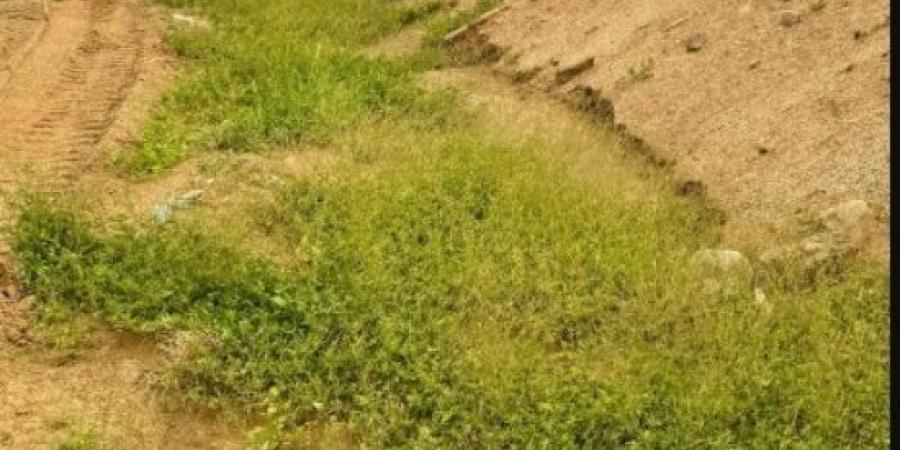 متنزه المغمس بمكة يكتسي خضرة بعد أمطار المنطقة